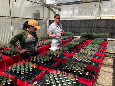 trays of tree seedlings