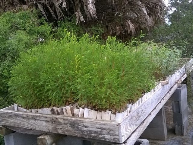 A wooden table holds a box of bushy, bright green Montezuma Cypress seedlings in tubes, ready to be planted.