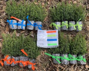 Red spruce seedlings lay on the ground grouped in color coded bundles. A paper chart in the middle of the group identifies the genetic strains of each group.