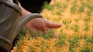 A hand supports tiny seedlings as they are watered from a watering can.