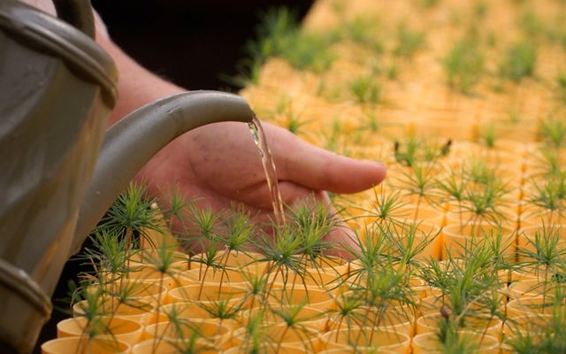 A hand supports tiny seedlings as they are watered from a watering can.
