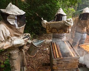 Gaspar Antonio Matu Canche working his beekeeping boxes in the ejido of San Agustin, Yucatan. The bees provide honey for the community as well as to help pollinate the agricultural fields. The Nature Conservancy works with landowners, communities, and governments in Mexico to promote low-carbon rural development through the design and implementation of improved policy and practice in agriculture, ranching, and forestry. The Conservancy is leading the initiative, Mexico REDD+ Program in conjunction with the Rainforest Alliance, the Woods Hole Research Center, and Espacios Naturales y Desarrollo Sustentable. Photo credit: © Erich Schlegel