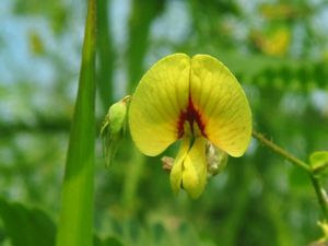 A pale yellow flower with deep red markings in the center.