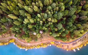 Evergreens and deciduous plants create a beautiful gradient of color as the seasons change.