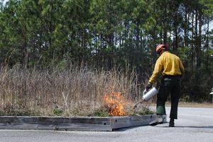 A prescribed fire professional in yellow jacket uses a drip torch to light fire during a demonstation.