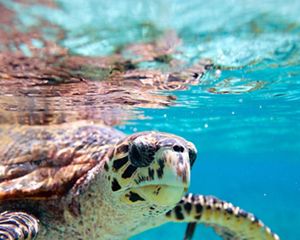 Hawksbill sea turtle swimming in Seychelles.