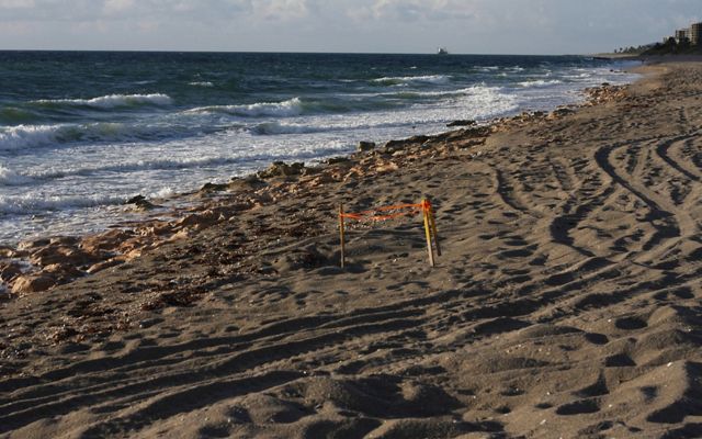 A sea turtle nest at Blowing Rocks Preserve is marked off with orange tape tied to wooden stakes sunk into the beach sand. 