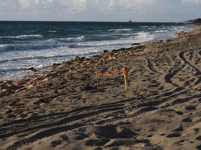 Nido de tortuga marina en Blowing Rocks Preserve