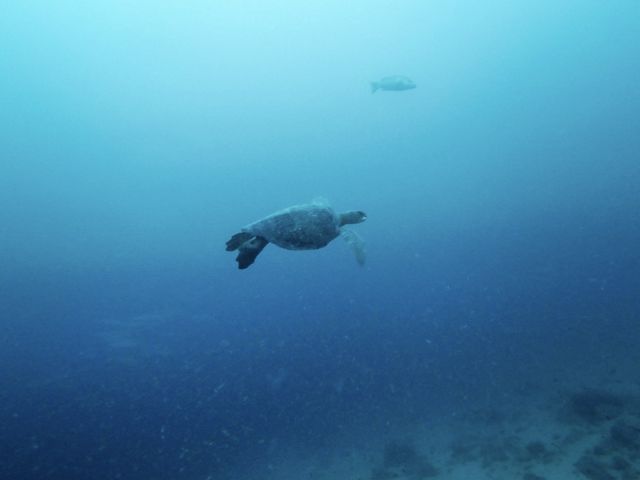 Underwater view of a sea turtle swimming in blue waters.