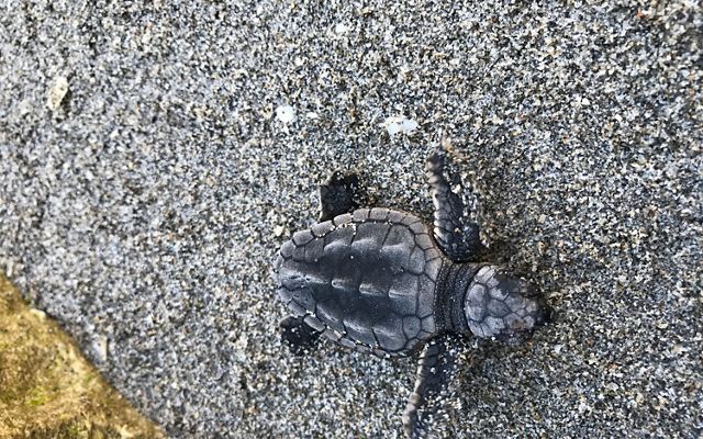 Close up of a loggerhead sea turtle hatchling making its way into the ocean.