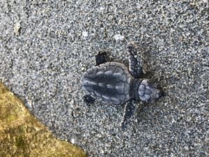 Sea turtle hatchling crawling toward the ocean from the beach.