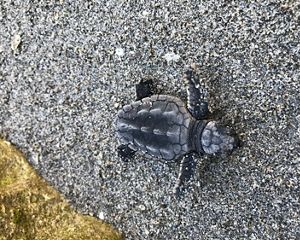 Sea turtle hatchling crawling toward the ocean from the beach.