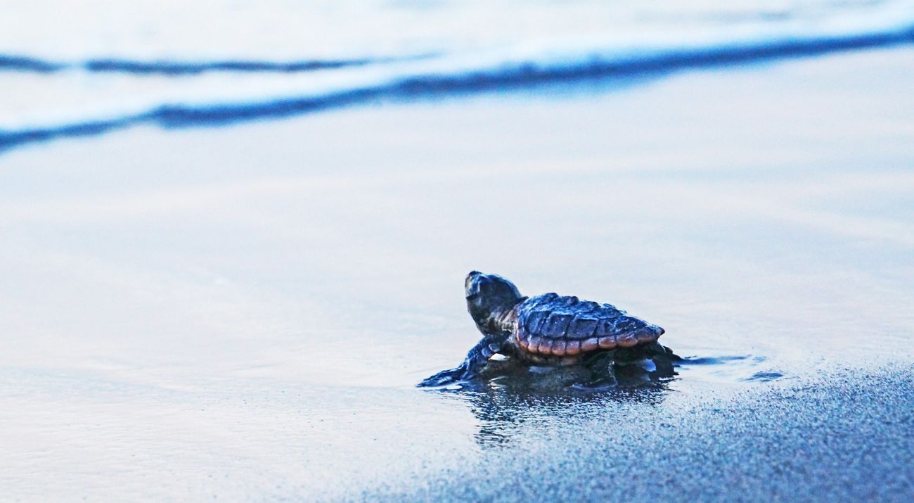 Sea turtle hatchling taking one last look from the beach at dawn in Delray Beach, Florida.
