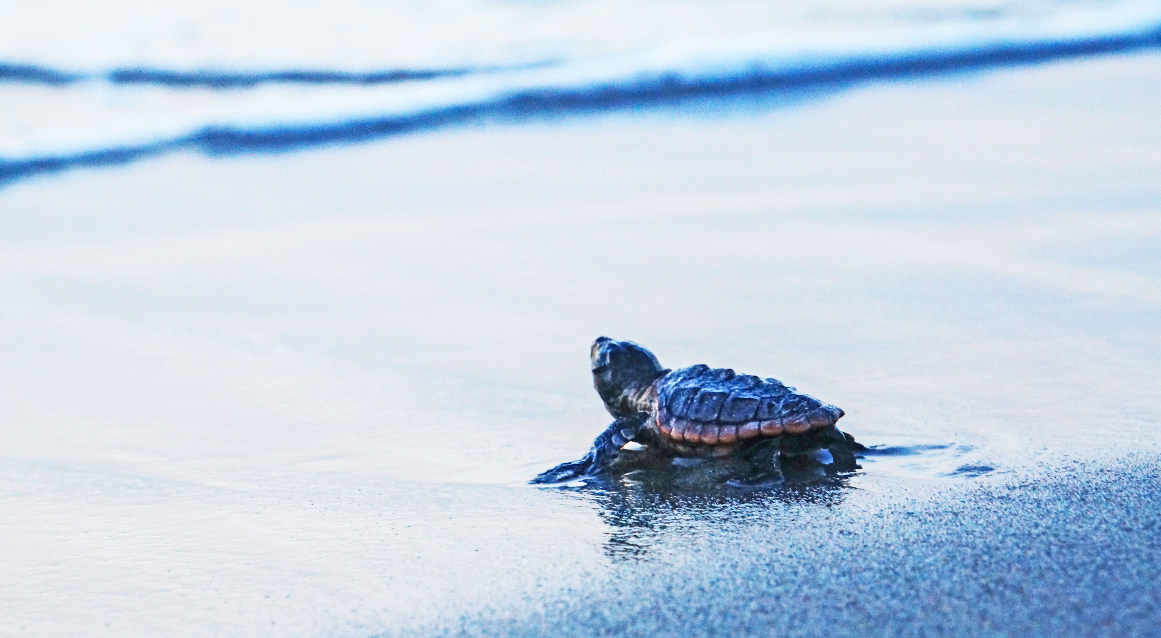 Sea turtle hatchling crawling on a beach on its way to the ocean. 
