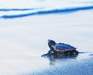 Sea turtle hatchling taking one last look from the beach at dawn in Delray Beach, Florida.
