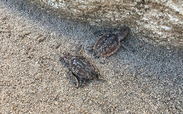 Sea turtle hatchlings up against Anastasia limestone on the shores of Blowing Rocks Preserve.