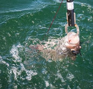 fish entering water on descending device