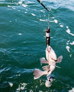 fish being lowered into ocean using descending device