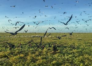 A flurry of seabirds fly above an island