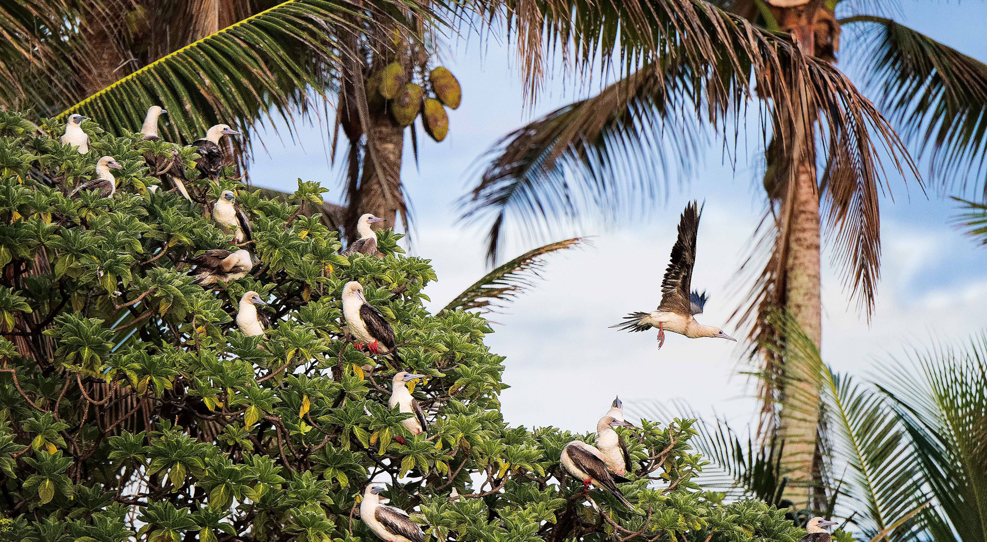 Numerous white and gray seabirds in green trees with palm trees in background.