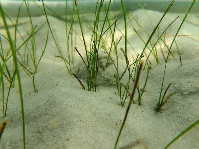 Lower Perdido Islands