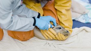 A scientist dressed in bright yellow protective gear cradles the head of a harbor seal while a second scientist wearing blue latex gloves applies medicine.