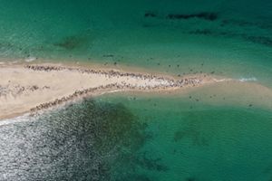 An aerial photo features a triangular spit of sand with hundreds of seals hauled out along the shoreline