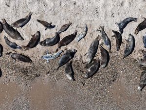 An aerial photo features two dozen seals lying on a sandy beach with a mix of light and dark coats.