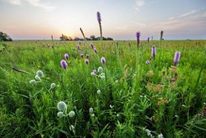 Wildflowers emerge from a coastal grassland.