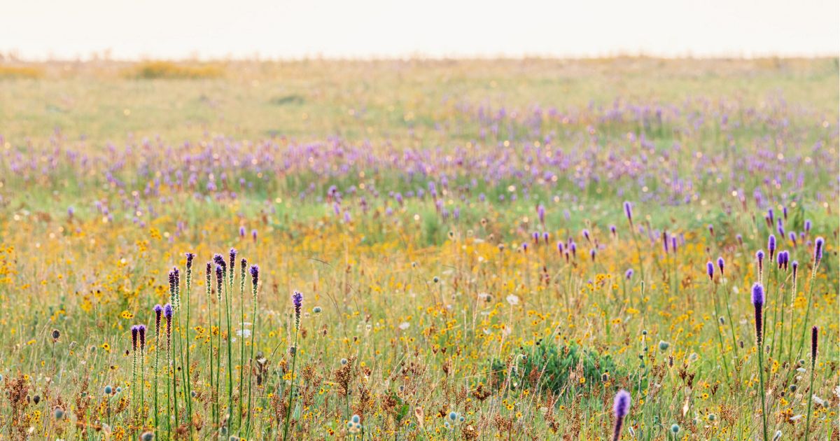 Texas Prairie