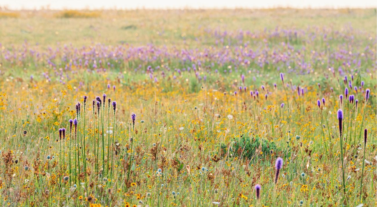 Purple and yellow flowers emerge from a grass field.