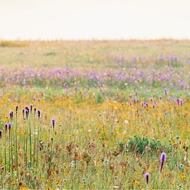A expanse of green and yellow grass dotted with tall purple flowers.