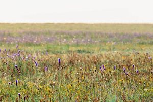A field filled with purple and yellow flowers and green grass.