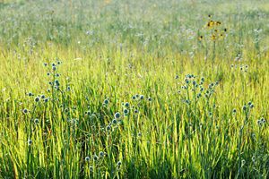 Tall green prairie grasses and round-headed wildflowers grow in a sunlit meadow, with dew sparkling on the vegetation and a softly blurred background of native plants.