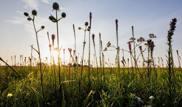 View of prairie during a sunset.