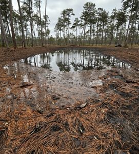 Trees surround a shallow pond.