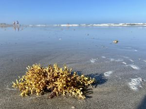 A photo of seaweed that washed up on the beach with visitors off in the distance.