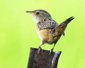 of sedge wren.