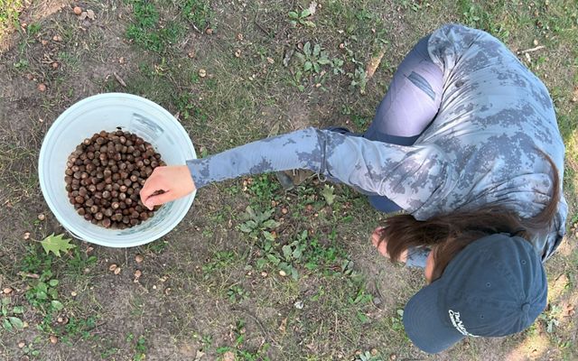 A TNC staffer drops acorns in a bucket.
