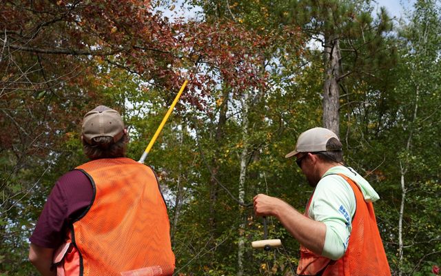 Two people looking up into the tree canopy, one is holding a yellow rod up to a branch.
