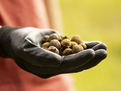 A gloved hand holding tree seeds.