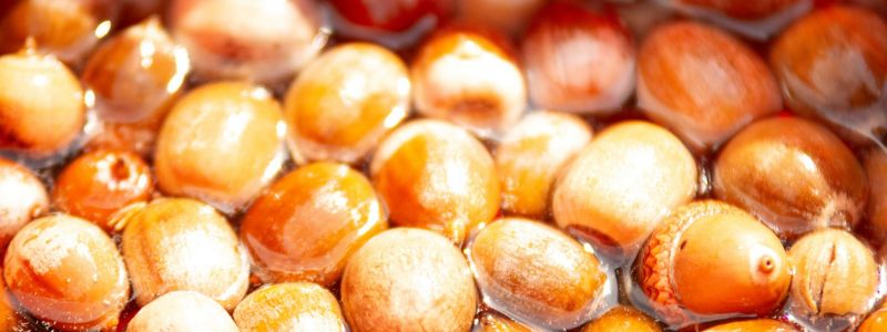 Close up of tons of acorns in water.