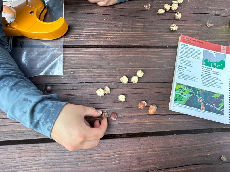 A hand reaches toward acorns cut in half on a picnic table.