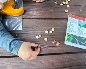 A hand reaches toward acorns cut in half on a picnic table.