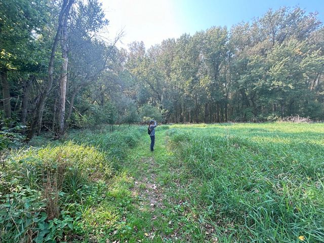 A TNC staffer stands in an opening in the woods, looking up at the trees.