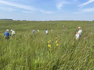 Group collecting seeds from a prairie.