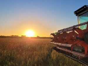 A combine harvests seeds with the sun setting in the background.
