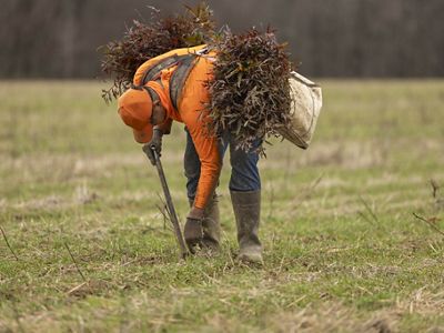 A man in a field planting a small tree sapling.