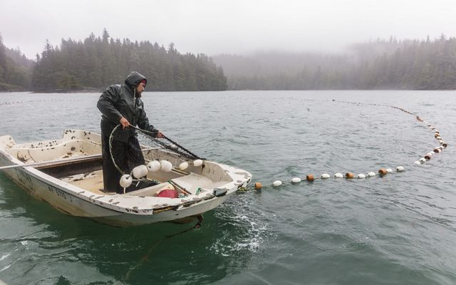 Man in rain gear places large fishing net in water while standing up in a small boat, with forests in the background.