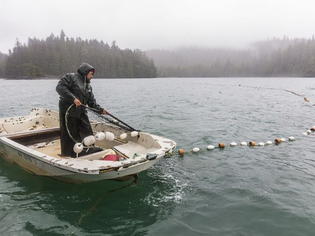 Man in rain gear places large fishing net in water while standing up in a small boat, with forests in the background.
